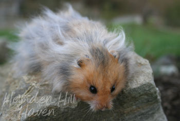 RC- Golden Umbrous Longhaired
